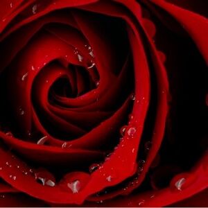 Meet your Posher, Virginia